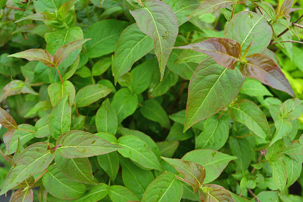Troja Black Bush Honeysuckle